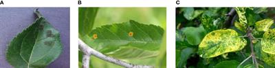 ALAD-YOLO:an lightweight and accurate detector for apple leaf diseases